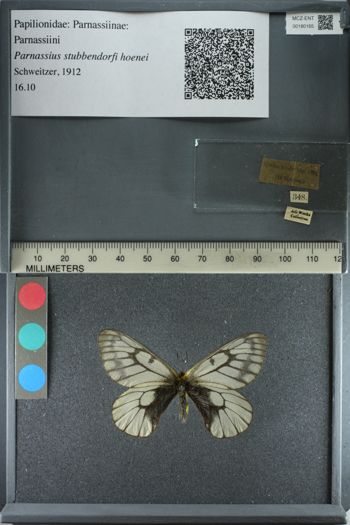 Media type: image;   Entomology 180165